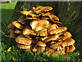 NY8355 : Magic mushrooms at the base of the tree in The Triangle - detail (2) by Mike Quinn