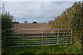 East Devon : Grassy Field & Gate