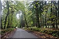 Woodland road near Abercairny