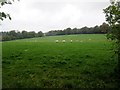 Grazing sheep near Stubbs Wood