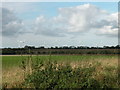 TL6053 : Fields, with view of Wind Farm by Keith Edkins
