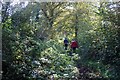 Castle Wood Lane, Wambrook