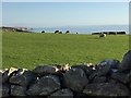 Sheep grazing in fields at Southerndown