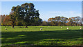 Grazing land, Scorton