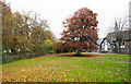 NJ0227 : Grassed area with autumnal tree by Trevor Littlewood