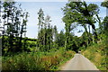 The Road Through Clay Copse