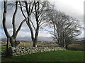 SH5163 : Coed Ffawydd / Beech Trees by Ceri Thomas