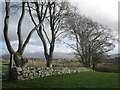 Coed Ffawydd / Beech Trees