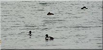 TQ3589 : View of tufted ducks on the Low Maynard Reservoir from the Walthamstow Wetlands by Robert Lamb