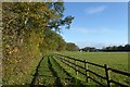 Bridleway through Coachroad Plantation