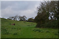 East Devon : Grassy Field