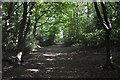 Footpath, Downley Common