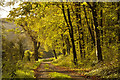 Forest track, Porthkerry Country Park, Barry