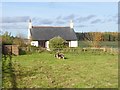 Cottage and Jacob sheep at Barmoor Ridge