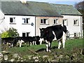 Terraced houses & cows, Uldale