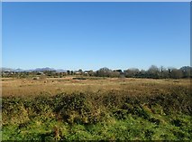 J2109 : Wetland between the R176 and Greenore Golf Course by Eric Jones