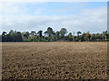 Cultivated field south of Betteshanger