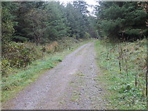 R6616 : Forest track near Glenanair by Peter Wood