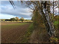 Farmland near the Grantham Canal