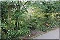 Footpath, Raven Walk, from canal towpath