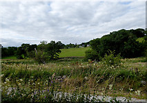 SJ9553 : Staffordshire pasture near Denford by Roger  D Kidd