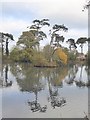 NZ6519 : Island in Skelton Wildlife Pond by Oliver Dixon