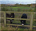 SK5507 : Donkeys near the former Glenfrith Farm by Mat Fascione