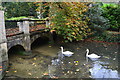 Swans on By Brook