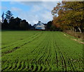 Farmland next to Roecliffe Road at Warren Hill