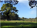 TL2809 : Meadow by River Lea by Robin Webster