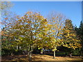 Autumn on Plumstead Common