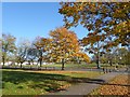 Autumn on Plumstead Common