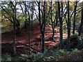 Autumn leaves at Snipes Dene