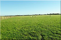 J2106 : Rich grazing land on the east side of Templetown Road by Eric Jones