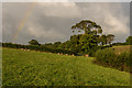 Sheep and rainbow