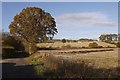 Stubble near Dunaverig