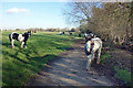 Horses on the Colne Valley Way