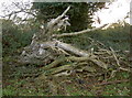 A fallen tree near Winford