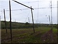 Hop poles near Avenbury