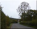 Mistletoe in a tree at Beggars Ash