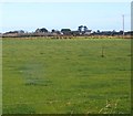 J2005 : View across culivated grassland towards Kilwirra Church by Eric Jones