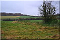 SU3336 : Shepherd's Bush, with Danebury Hill beyond by David Martin