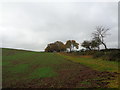 Field boundary near Inkberrow