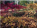 Autumn Acers in East Wood, Wallington