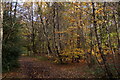 Path in Alice Holt Forest