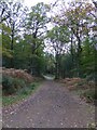 Forestry access track in Eastern Cotley Wood