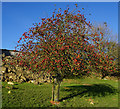 Apple tree at Mount Pleasant Farm