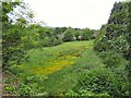 Buttercups in a field at Horwich End