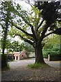 The twisted oak tree near the Twisted Oak inn