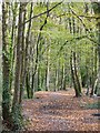 Trees in Tehidy Country Park